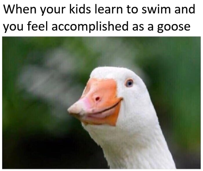 Gooselings be goosin' - 9GAG