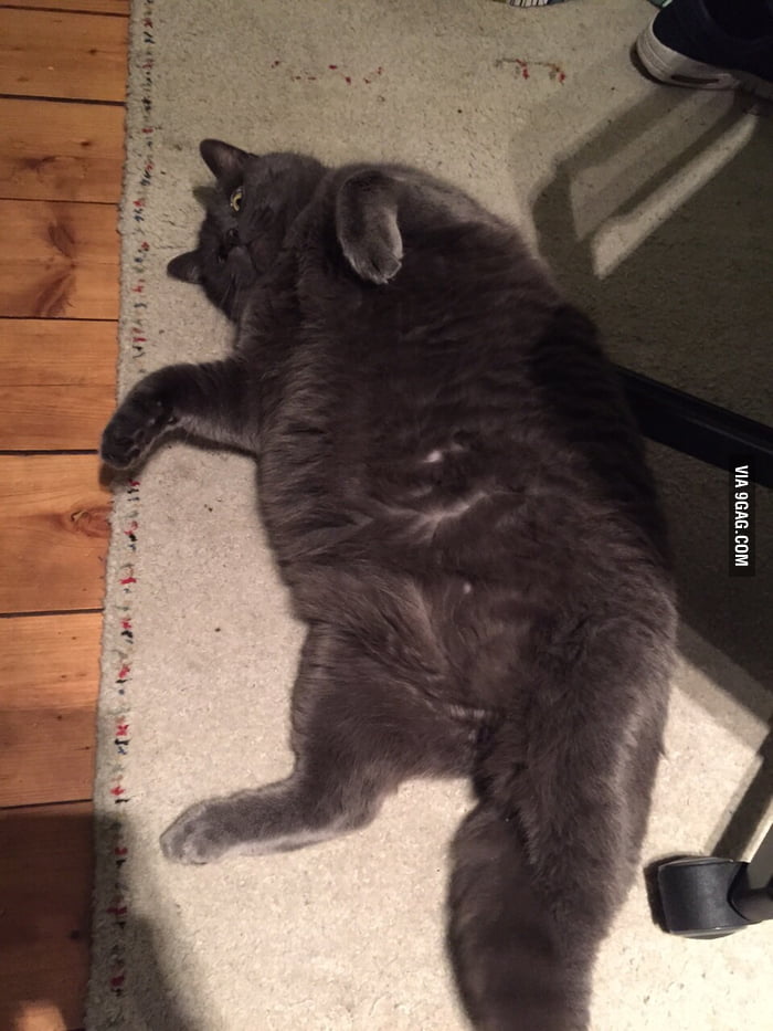 We only feed him only once a day... - 9GAG