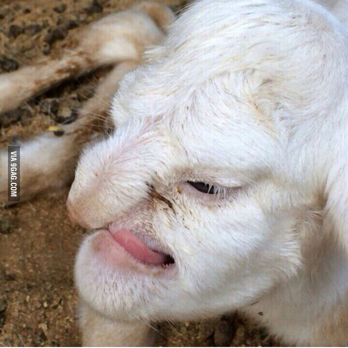 This goat has a face of human 9GAG