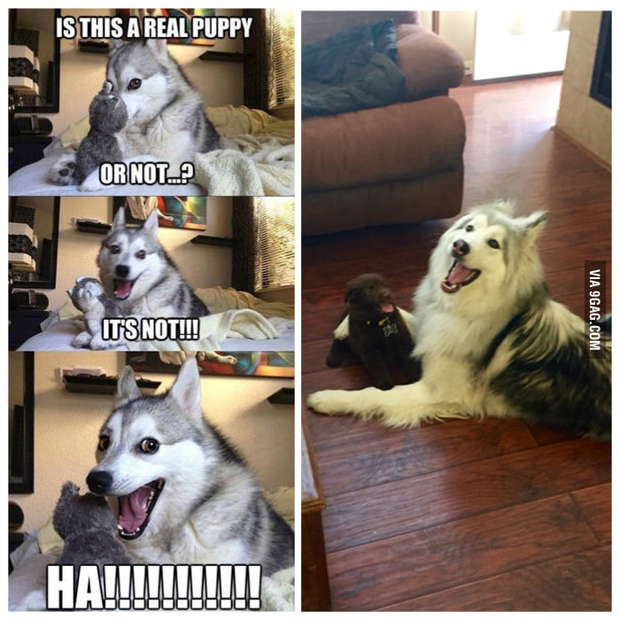joke telling husky
