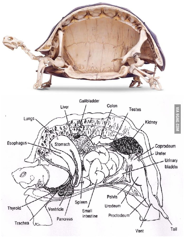 Anatomy of a tortoise - 9GAG