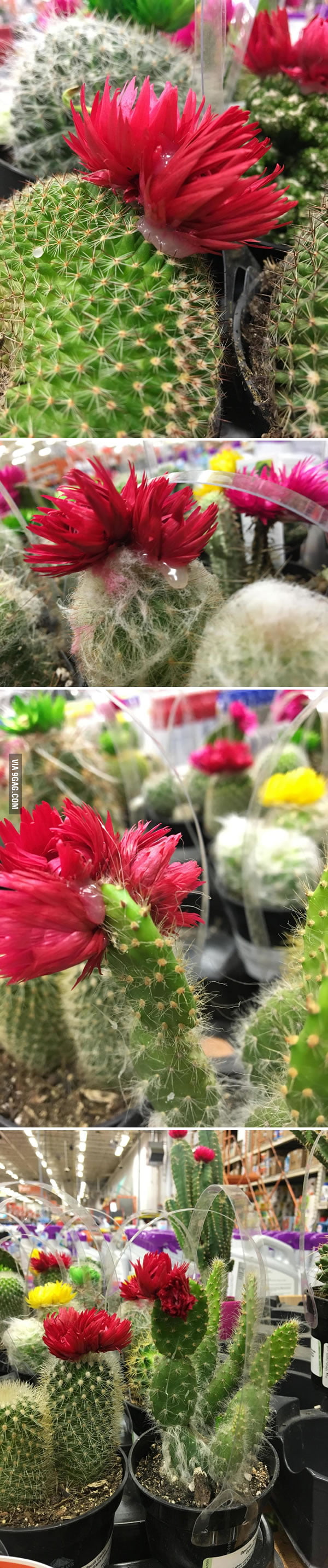 Home Depot cactus has glued on flowers 9GAG