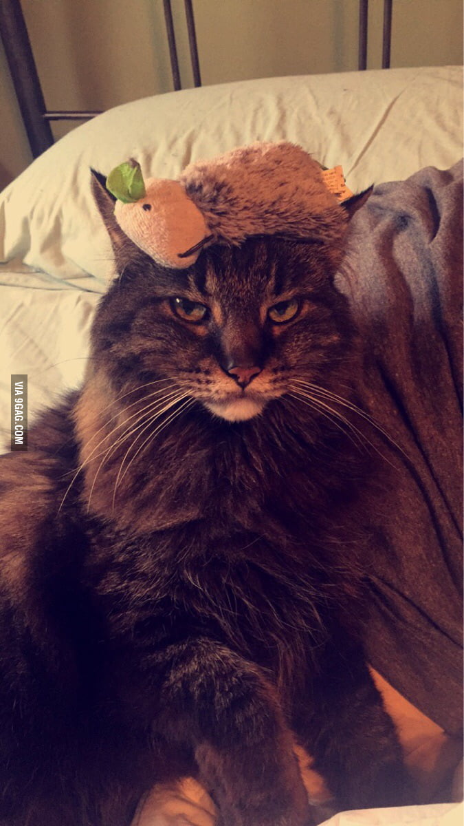 "My cat brings his toy to me every night at 2am. I don't think he likes