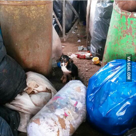 The first photo I took of my new dog when she was living in the garbage ...