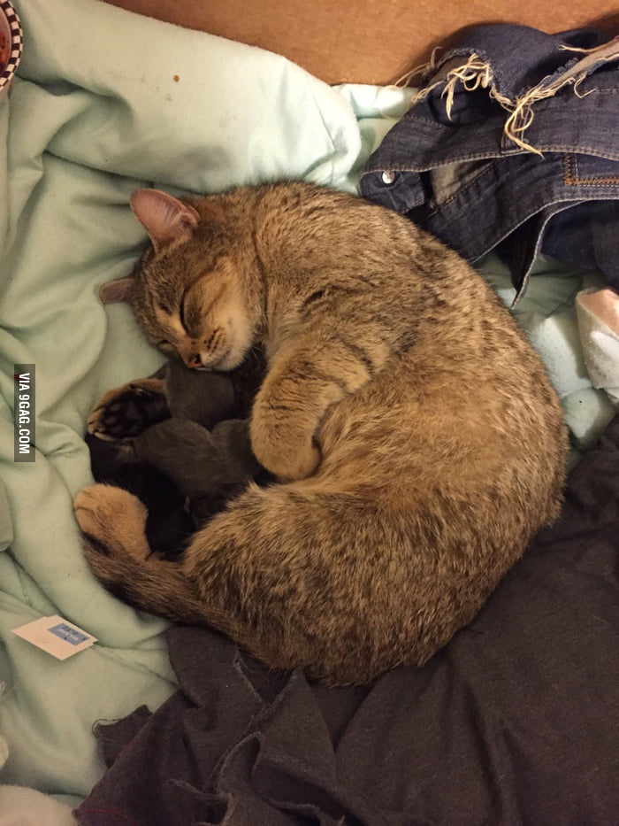 I gave a pregnant stray cat a box and she gave birth within minutes 9GAG