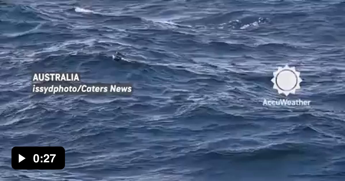 Drone video captures the incredible moment a rare albino humpback whale ...