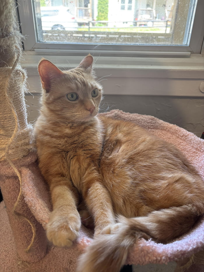 he-just-ripped-through-the-window-screen-and-got-stuck-trying-to-escape