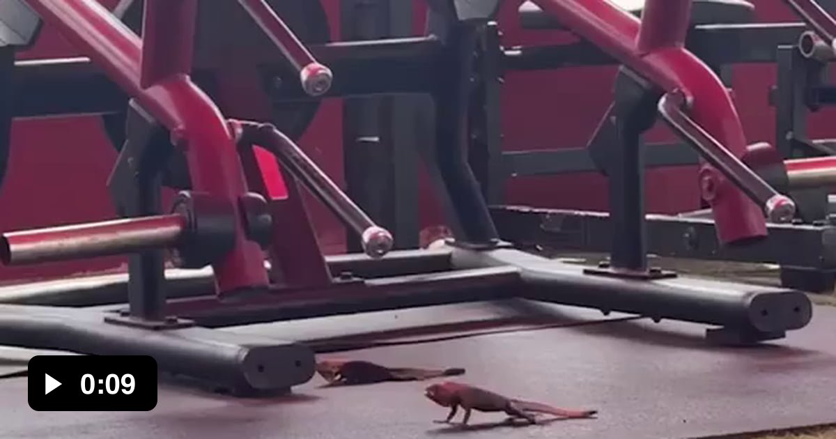 when-you-think-you-re-the-coolest-guy-at-the-gym-then-these-guys-show