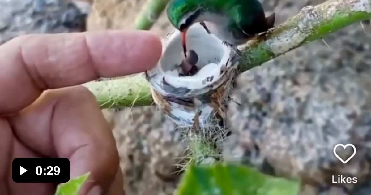Hummingbird Finger A comparison between a finger and a hummingbird😍 - 9GAG