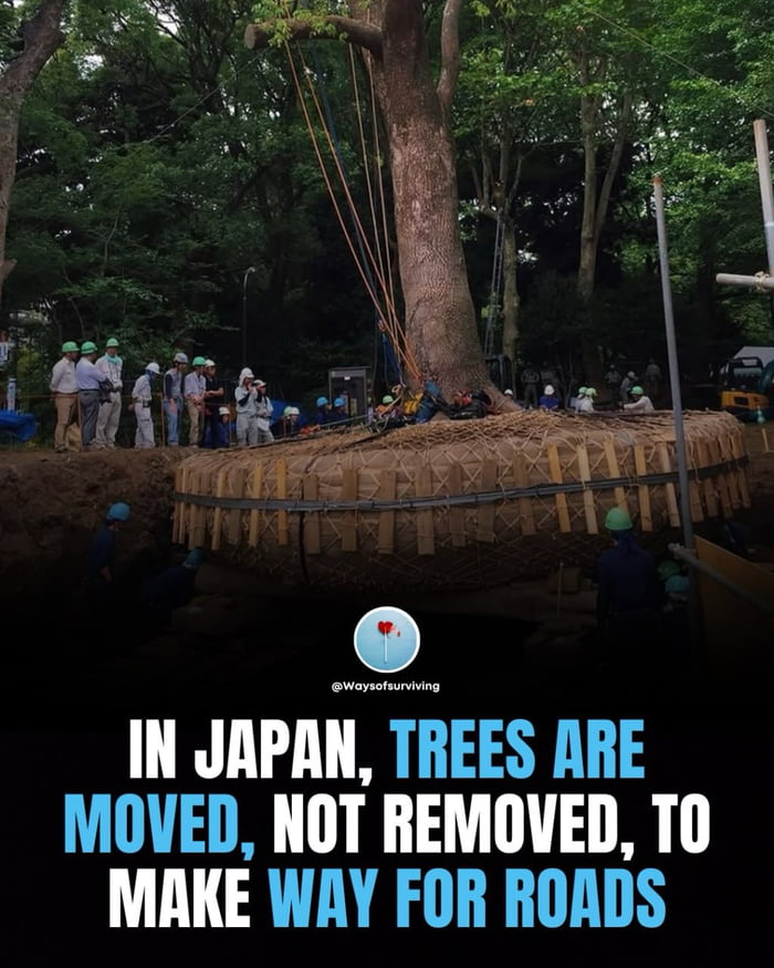 Japan Tree Relocation Japan's commitment to nature is truly inspiring. Moving trees instead ...