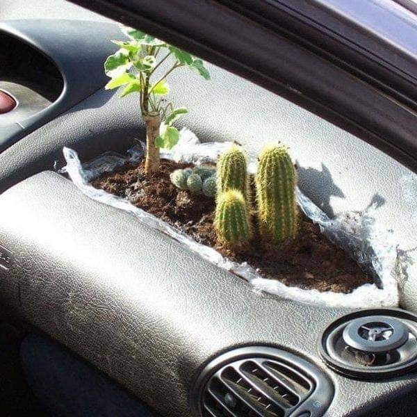 What a beautiful carden - 9GAG