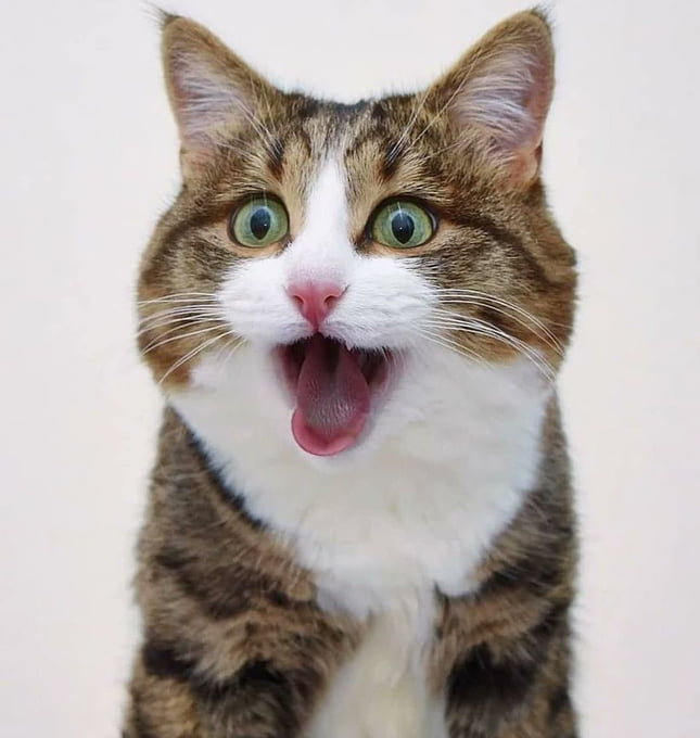 Happy International Cat Day! - 9GAG