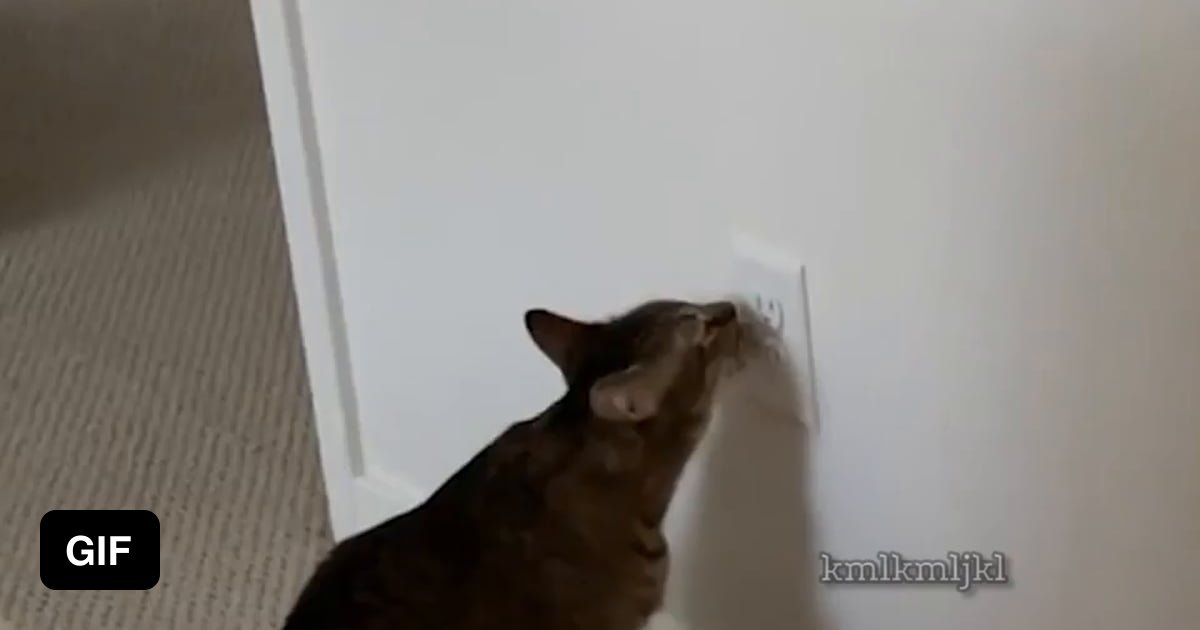 Cat licks outlet 9GAG