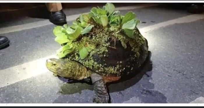 Eternal forest turtle, carrier of life. - 9GAG