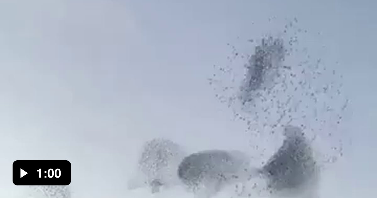 Birds created patterns in the sky 9GAG