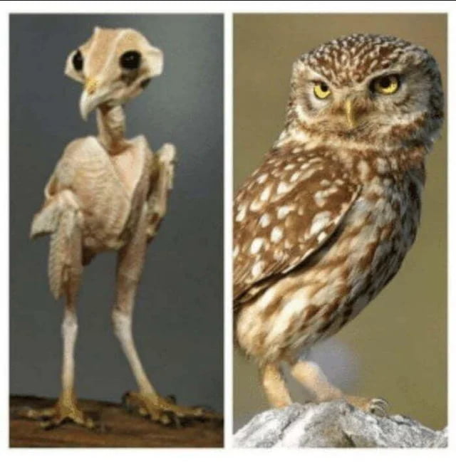 This is what Owl without feathers looks like 9GAG