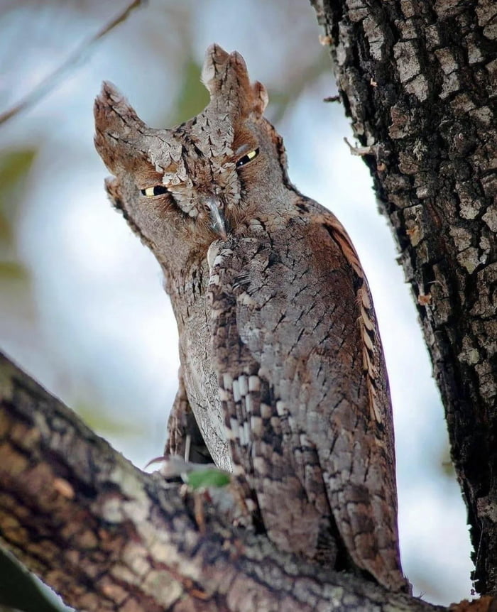 Eurasian Scops Owl 9gag