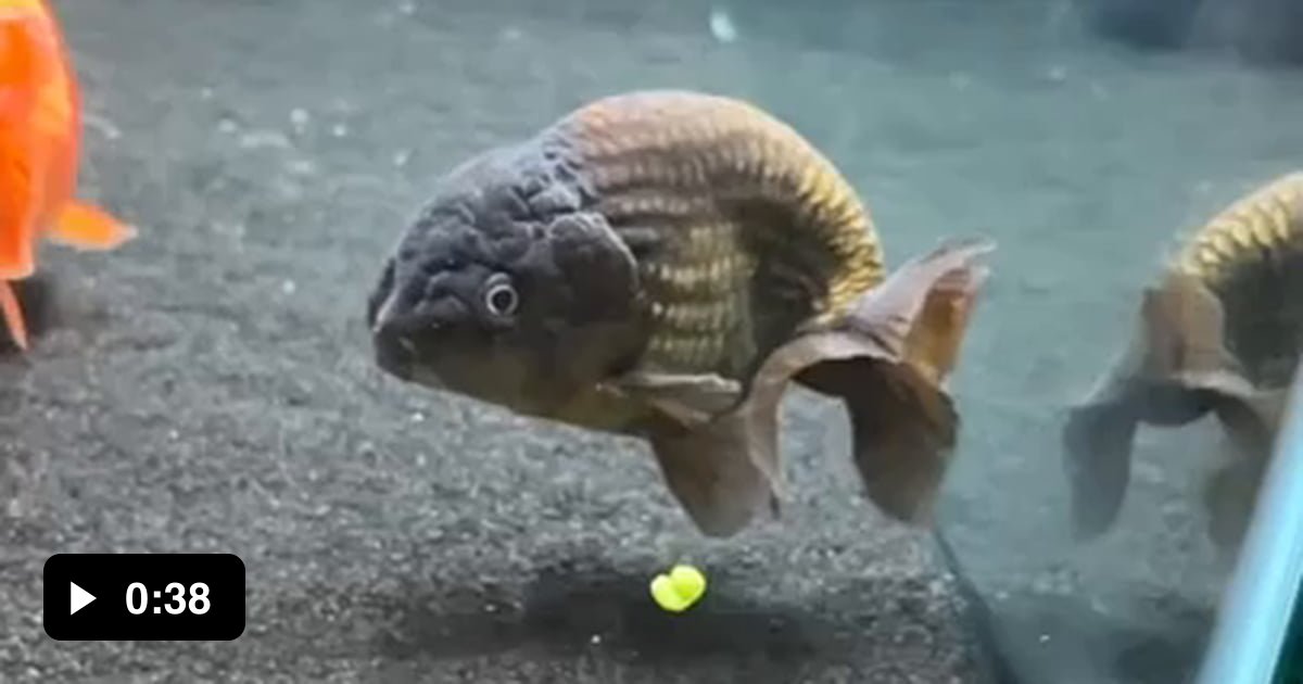 Never thought I'd find myself rooting for a goldfish, but here we'll ...