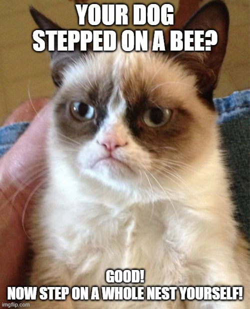 Amber heard meme, my dog stepped on a bee