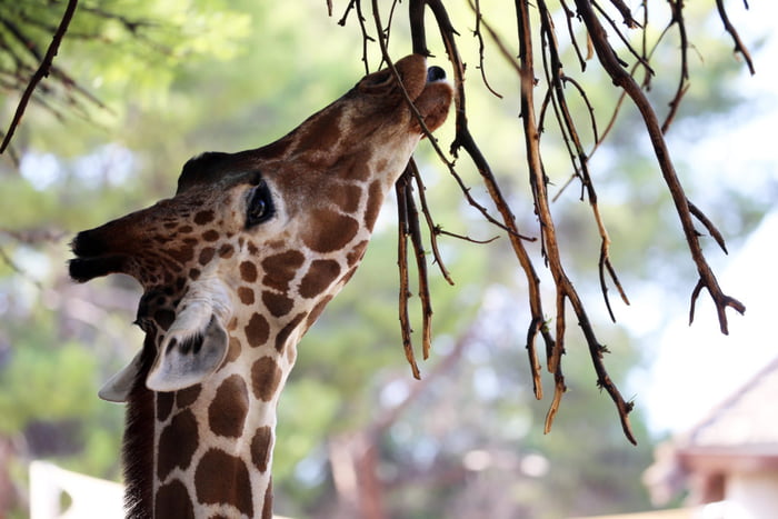 Despite the idea that giraffes evolved long necks to eat higher from