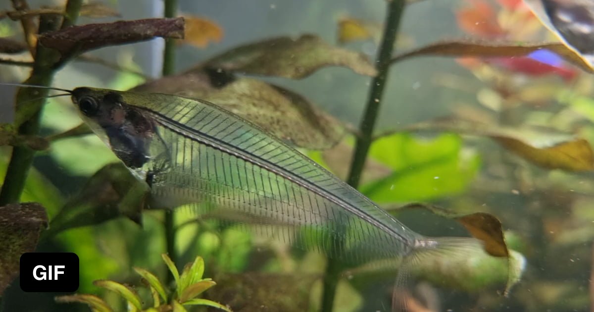 So I bought these fishes. Can someone explain the purpose of their