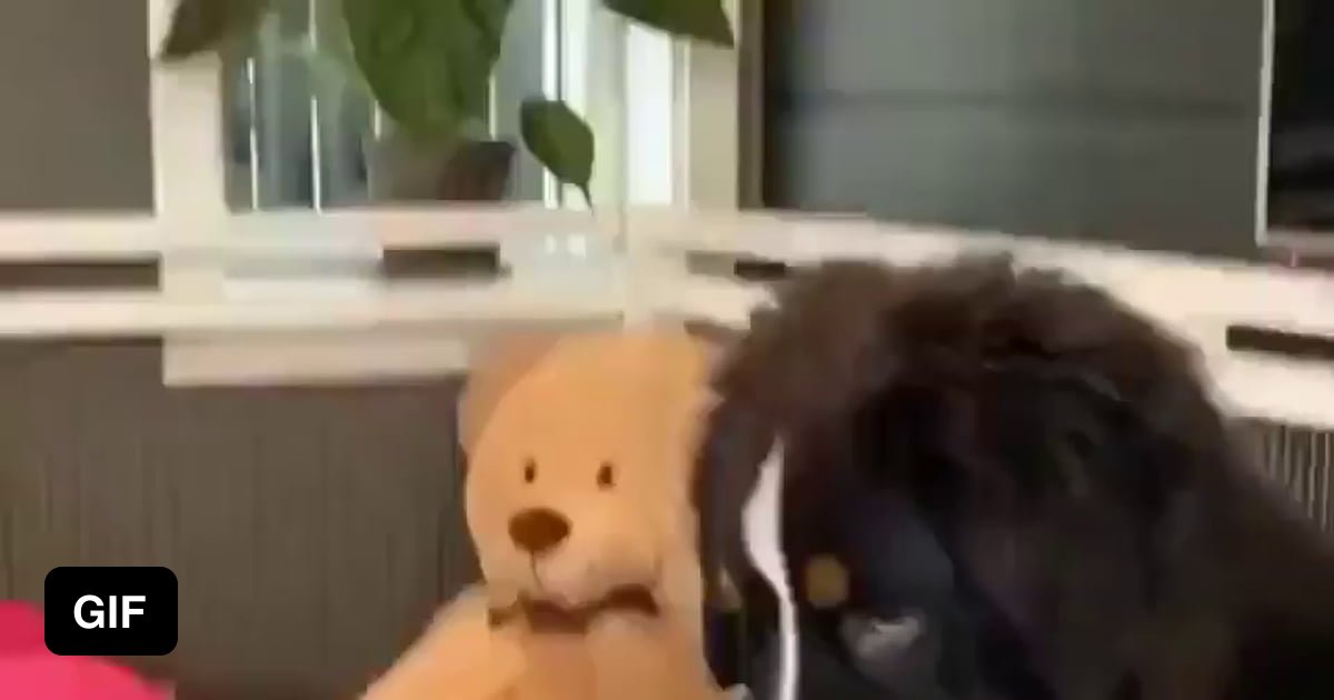 Even dogs can’t resist the pet 9GAG