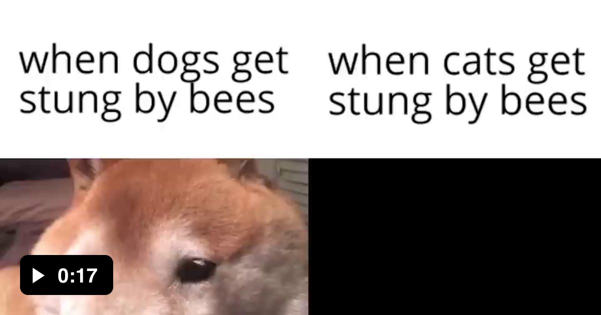 dogs-vs-cats-getting-stung-by-bees-9gag