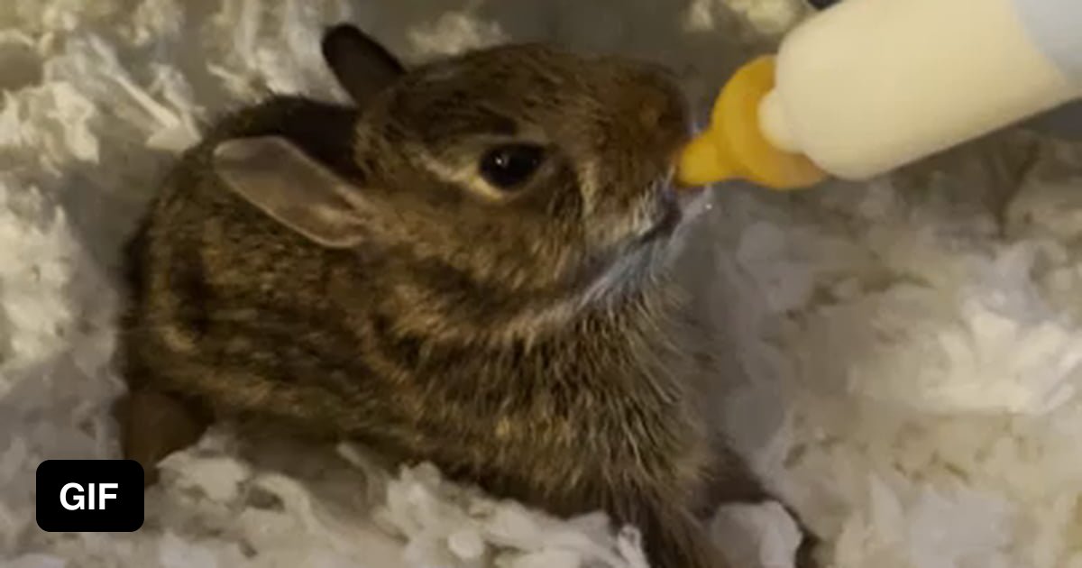 Baby Orphaned Bunny tippy taps - 9GAG