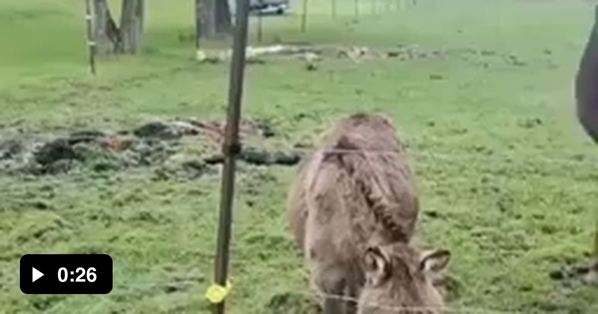 Donkeys laughing their asses off at dog getting shocked by electric
