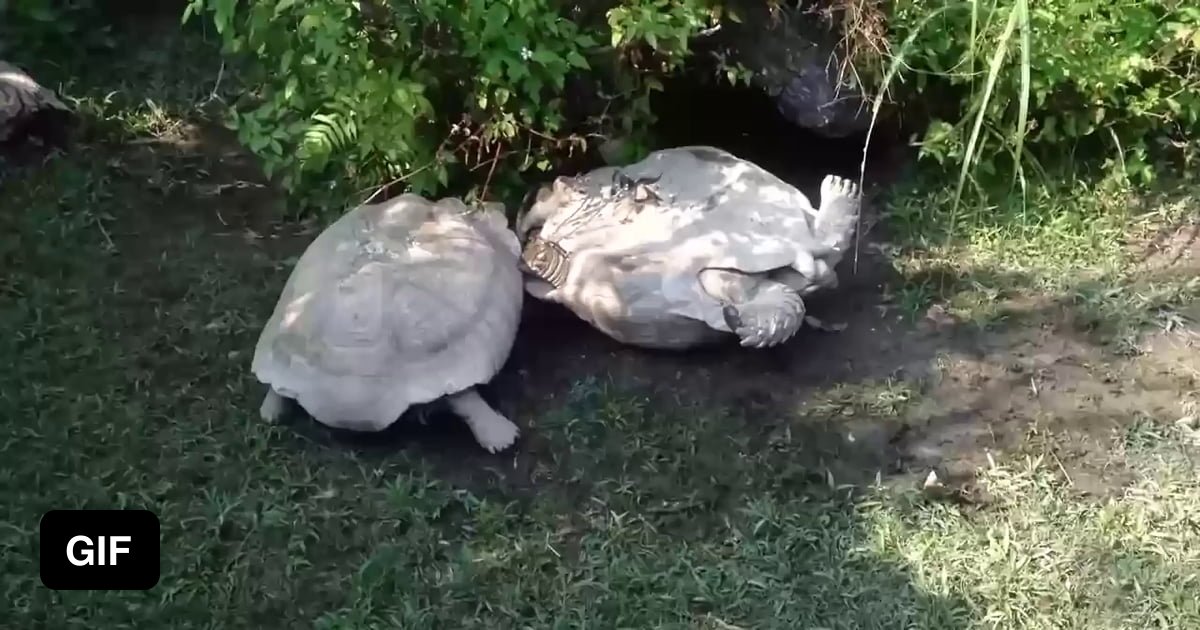 Turtle flips over fallen comrade - 9GAG