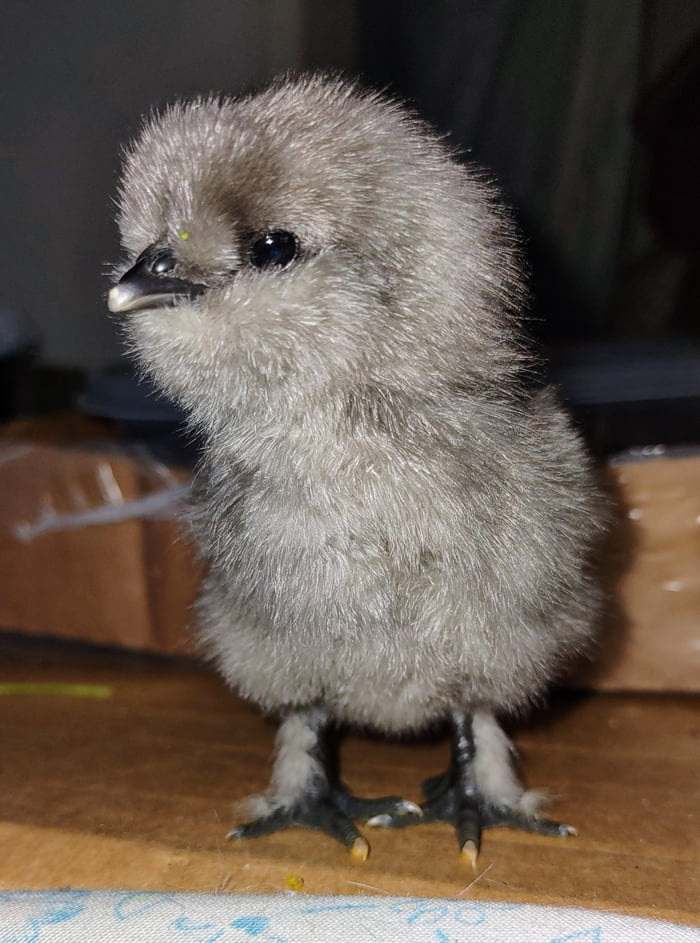 This chick that hatched yesterday. - 9GAG