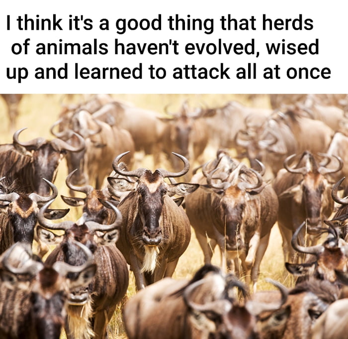If attacked, a pack or wolves or lions would be dead in a second - 9GAG