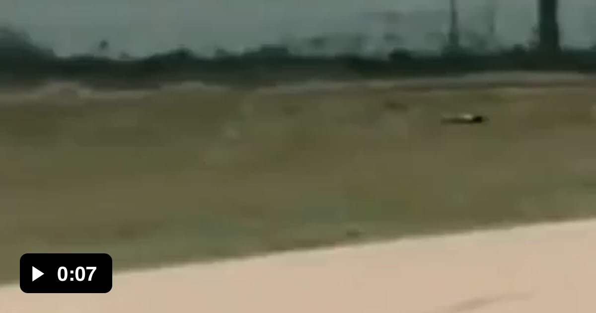 That dog with the propeller tail though 9GAG