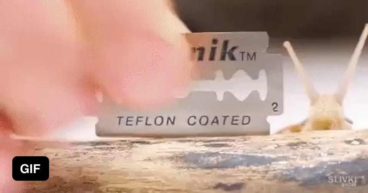 Snails can 'walk' on the razor blades 9GAG