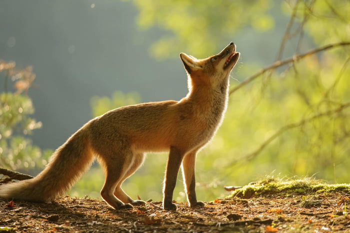 Foxes are solitary Unlike their coyote and canine relatives, foxes are ...