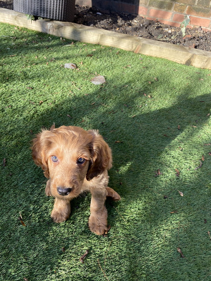 This is Darcy, his ears and feet are too big for his body right now