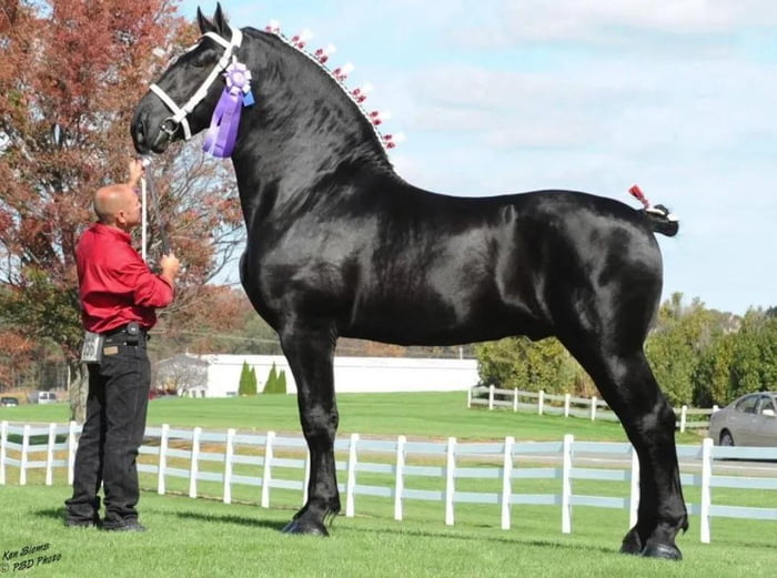 although-horses-are-known-to-be-tall-this-percheron-stallion-world