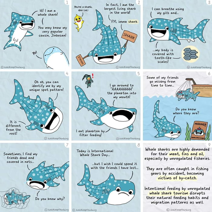 Today is International Whale Shark Day! - 9GAG