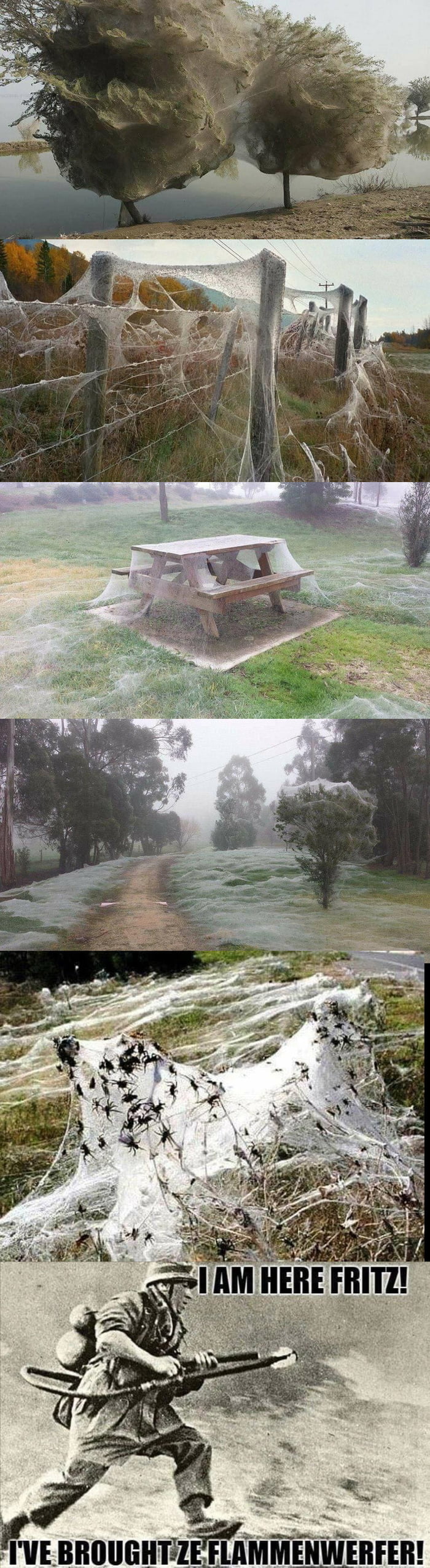 It is spider season in Australia!