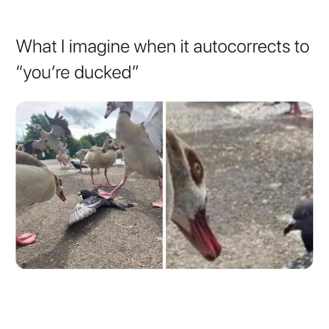 Don't duck with me, motherducker!! - 9GAG