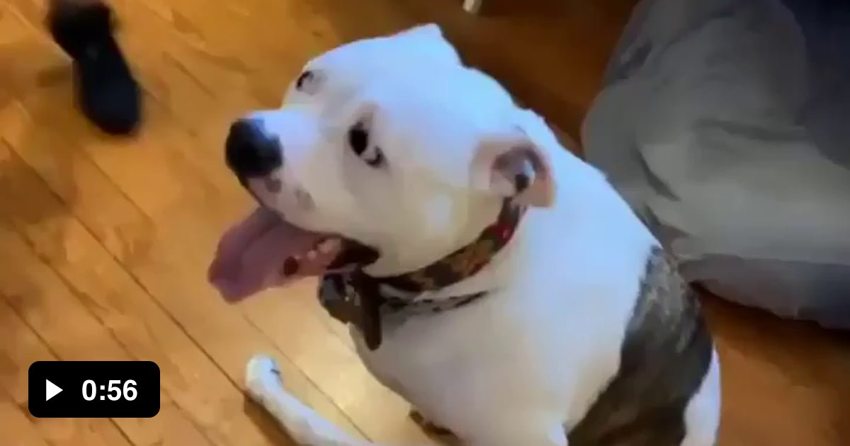 Very wholesome doggy tippy taps - 9GAG