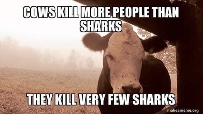 Cows Kill More Americans Each Year Than Sharks - InsideHook