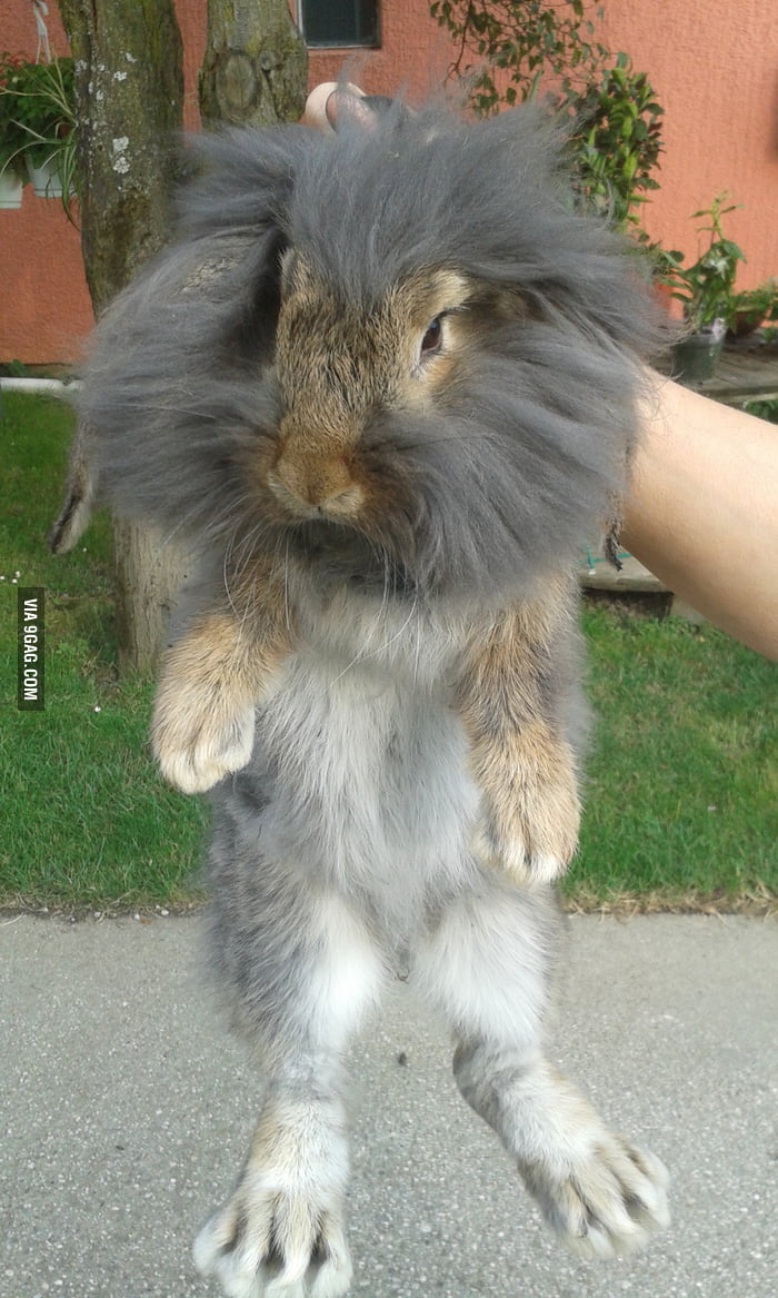 Meet our bunny! - 9GAG