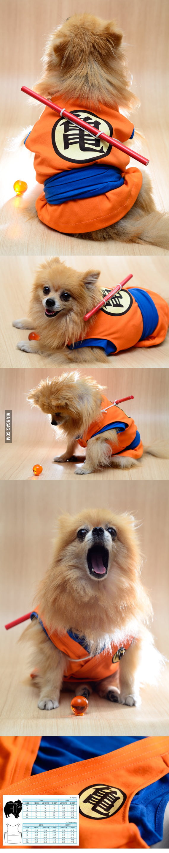 DBZ Dog - 9GAG