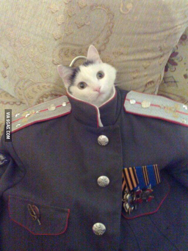 Look At Me, I'm The Captain Meow - 9GAG