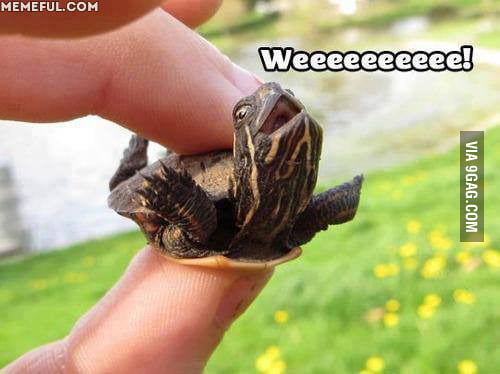 Happy turtle - 9GAG