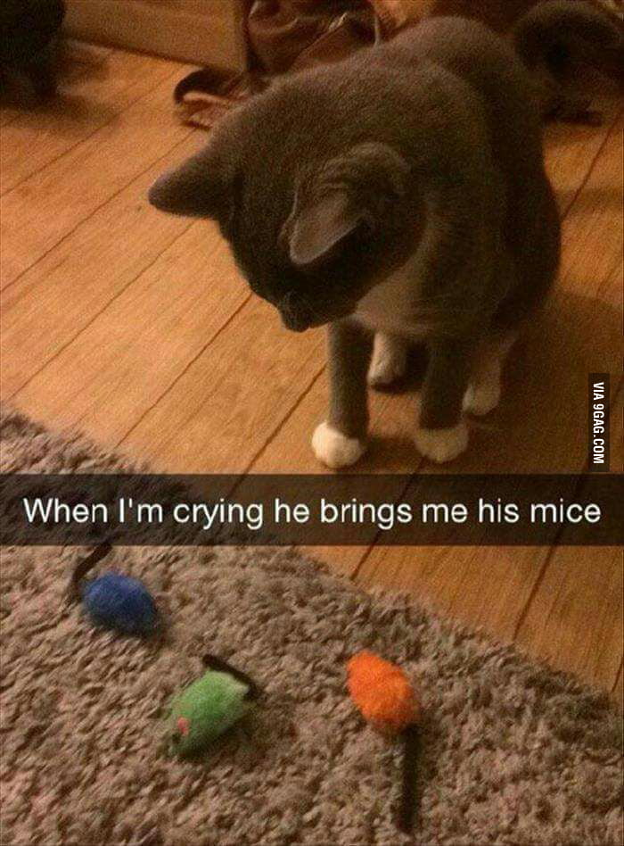 This is why cats are better. - 9GAG