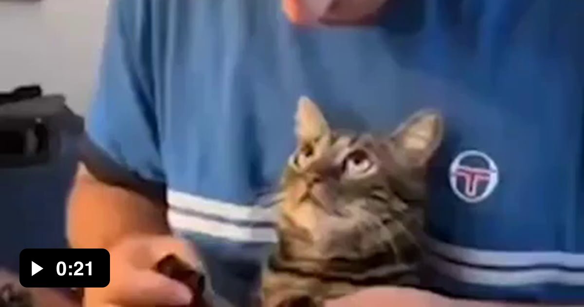 Cat enjoys paw massage 9GAG