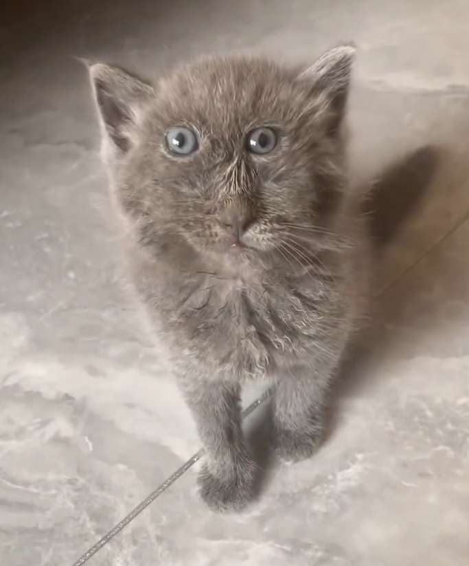 My friend's cat is not feeling well 9GAG