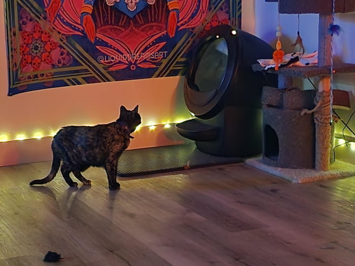 When your cat is scared of an 800 dollar litter machine 9GAG